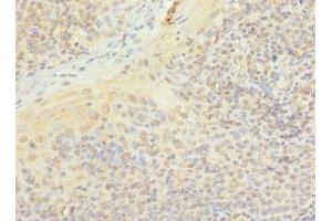 Immunohistochemistry of paraffin-embedded human tonsil tissue using ABIN7163185 at dilution of 1:100