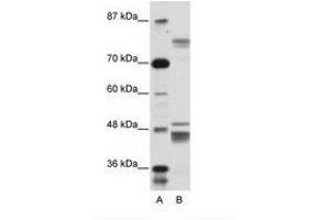Image no. 1 for anti-Zinc Finger Protein 607 (ZNF607) (AA 312-361) antibody (ABIN6736155) (ZNF607 Antikörper  (AA 312-361))