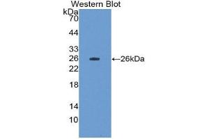 Western Blotting (WB) image for anti-Fibulin 3 (FBLN3) (AA 258-493) antibody (Biotin) (ABIN1176446) (FBLN3 Antikörper  (AA 258-493) (Biotin))