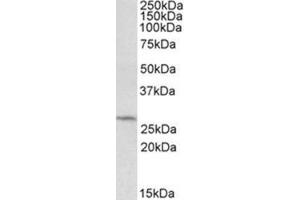 Staining of HepG2 lysate using DCUN1D1 antibody at 0. (DCUN1D1 Antikörper  (C-Term))