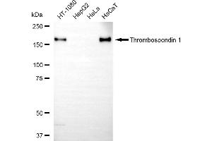 Western blotting analysis using thrombospondin 1 antibody (ABIN7800549).