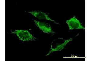 Immunofluorescence (IF) image for anti-serine Hydroxymethyltransferase 2 (Mitochondrial) (SHMT2) (AA 1-504) antibody (ABIN520180)