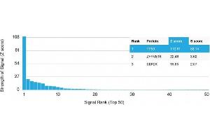 Analysis of Protein Array containing more than 19,000 full-length human proteins using p53 Recombinant Rabbit Monoclonal Antibody (TP53/1799R) Z- and S- Score: The Z-score represents the strength of a signal that a monoclonal antibody (MAb) (in combination with a fluorescently-tagged anti-IgG secondary antibody) produces when binding to a particular protein on the HuProtTM array. (Rekombinanter p53 Antikörper)