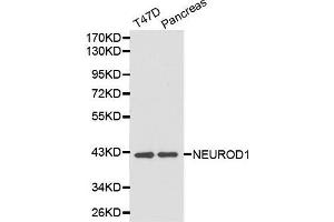 Western Blotting (WB) image for anti-Neuronal Differentiation 1 (NEUROD1) (AA 1-70) antibody (ABIN3021548) (NEUROD1 Antikörper  (AA 1-70))