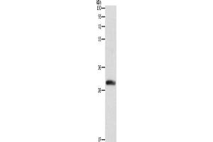 Western Blotting (WB) image for anti-Deoxycytidine Kinase (DCK) antibody (ABIN2429500) (DCK Antikörper)