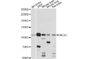 Western blot analysis of extracts of various cell lines, using UNC5C antibody (ABIN6291228) at 1:1000 dilution. (Unc5c Antikörper)