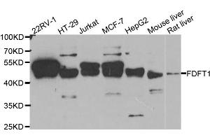 Western blot analysis of extracts of various cell lines, using FDFT1 antibody (ABIN5973667) at 1/1000 dilution. (FDFT1 Antikörper)