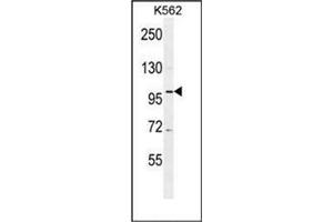 Western blot analysis of DDX27 Antibody (C-term) Cat.