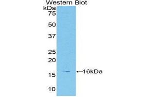 Western Blotting (WB) image for anti-Caspase 2, Apoptosis-Related Cysteine Peptidase (CASP2) (AA 334-452) antibody (ABIN1077908) (Caspase 2 Antikörper  (AA 334-452))