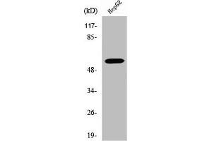 Western Blot analysis of HepG2 cells using V-ATPase B1 Polyclonal Antibody (ATP6V1B1 Antikörper  (C-Term))