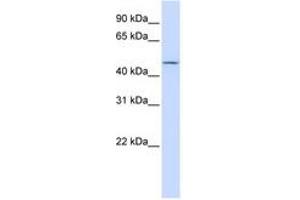 Image no. 1 for anti-Carbohydrate (N-Acetylglucosamine 6-O) Sulfotransferase 6 (CHST6) (C-Term) antibody (ABIN6741049) (CHST6 Antikörper  (C-Term))
