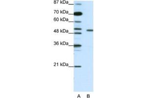 Western Blotting (WB) image for anti-Potassium Voltage-Gated Channel, Shaker-Related Subfamily, beta Member 2 (KCNAB2) antibody (ABIN2461572) (KCNAB2 Antikörper)