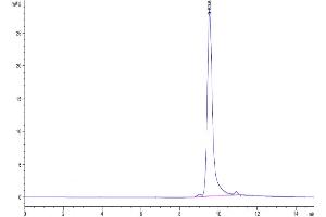 Size-exclusion chromatography-High Pressure Liquid Chromatography (SEC-HPLC) image for Fibroblast Growth Factor 7 (FGF7) (AA 32-194) protein (His tag,Biotin) (ABIN7275083)