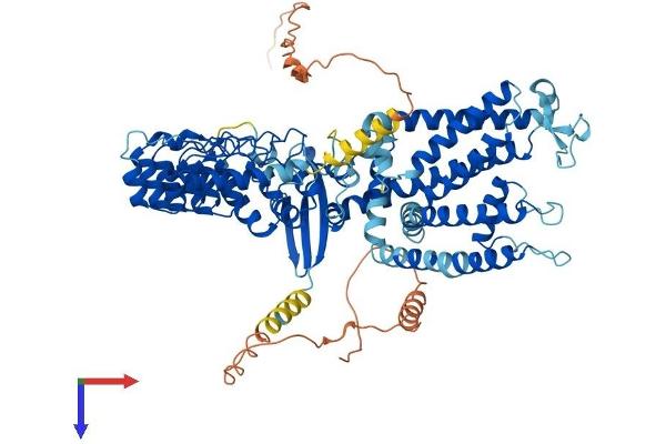TRPV6 Protein (AA 1-765) (His tag)