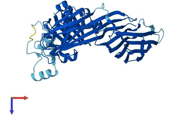 AP3M2 Protein (AA 1-418) (His tag)