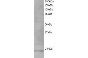 ABIN185184 staining (1µg/ml) of Human Testis lysate (RIPA buffer, 35µg total protein per lane). (VPS28 Antikörper  (C-Term))