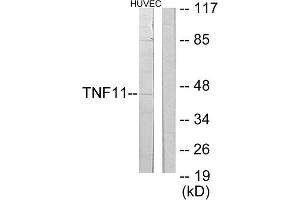 Western blot analysis of extracts from HuvEc cells, using TNF11 antibody. (RANKL Antikörper  (Internal Region))