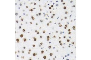 Immunohistochemistry of paraffin-embedded mouse liver using H2AFX antibody. (H2AFX Antikörper)