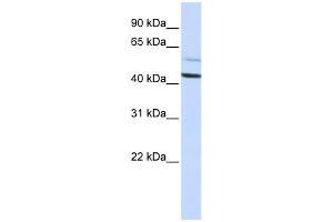 WB Suggested Anti-PSMD4 Antibody Titration: 0.