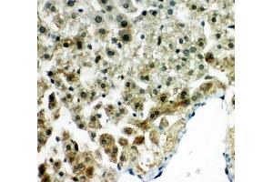IHC-P: Peroxiredoxin 5 antibody testing of rat liver tissue (Peroxiredoxin 5 Antikörper  (C-Term))