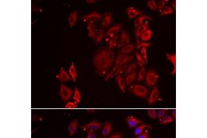 Immunofluorescence analysis of U2OS cells using PAICS Polyclonal Antibody