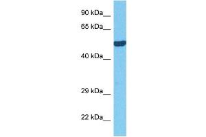 Host:  Rabbit  Target Name:  OASL  Sample Tissue:  Mouse Kidney  Antibody Dilution:  1ug/ml (OASL Antikörper  (C-Term))