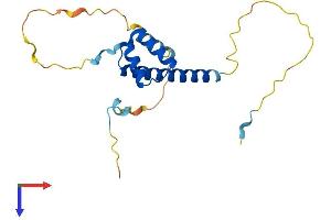LBX2 Protein (AA 1-195) (His tag)