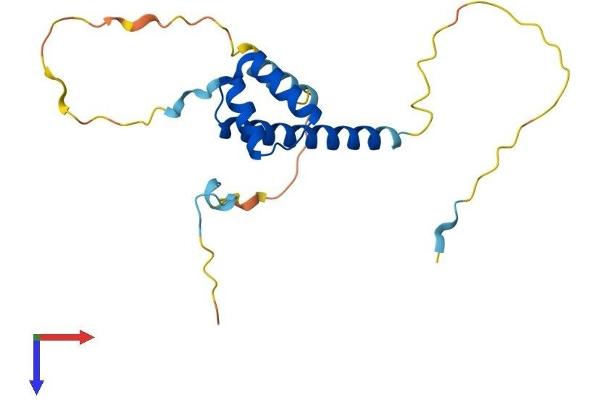 LBX2 Protein (AA 1-195) (His tag)