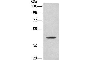 Western blot analysis of A375 cell lysate using CANT1 Polyclonal Antibody at dilution of 1:500 (CANT1 Antikörper)