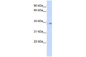 WB Suggested Anti-GTF2H2 Antibody Titration:  0.