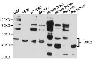 Western blot analysis of extracts of various cell lines, using FBXL2 antibody (ABIN4903642) at 1:1000 dilution.