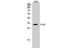 Western Blotting (WB) image for anti-Forkhead Box E3 (FOXE3) (Internal Region) antibody (ABIN3184657) (FOXE3 Antikörper  (Internal Region))