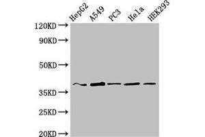 Western Blot Positive WB detected in: HepG2 whole cell lysate, A549 whole cell lysate, PC-3 whole cell lysate, Hela whole cell lysate, HEK293 whole cell lysate All lanes: CRK antibody at 3 μg/mL Secondary Goat polyclonal to rabbit IgG at 1/50000 dilution Predicted band size: 34, 23 kDa Observed band size: 37 kDa (Crk Antikörper  (AA 40-196))