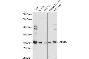 Western blot analysis of extracts of various cell lines, using TFB1M antibody (ABIN7270889) at 1:1000 dilution. (TFB1M Antikörper  (AA 28-346))