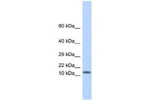 LGALS1 antibody used at 1 ug/ml to detect target protein. (LGALS1/Galectin 1 Antikörper)