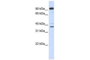 NCBP1 antibody used at 1 ug/ml to detect target protein.