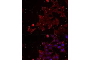 Immunofluorescence analysis of MCF7 cells using MSRA Polyclonal Antibody (MSRA Antikörper)