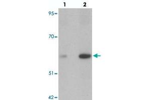 Western blot analysis of ANGPT2 in human liver tissue with ANGPT2 polyclonal antibody  at (lane 1) 1 and (lane 2) 2 ug/mL. (Angiopoietin 2 Antikörper  (C-Term))