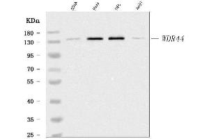 Western blot analysis of WDR44 using anti-WDR44 antibody (ABIN7600394). (WDR44 Antikörper  (AA 188-913))
