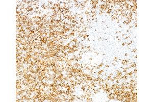 anti-Biotin antibody
