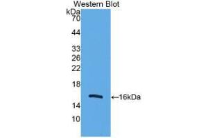 Western Blot; Sample: Recombinant UCP2, Human. (UCP2 Antikörper  (AA 154-289))