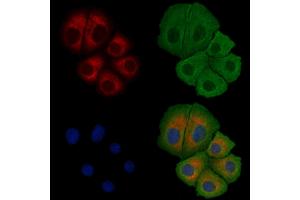 ABIN6258257 and ABIN6275216 staining Hela cells by IF/ICC.