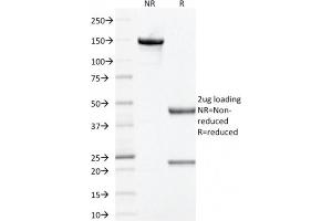 SDS-PAGE Analysis Purified Prohibitin Mouse Monoclonal Antibody (PHB/1881). (Prohibitin Antikörper  (AA 167-261))