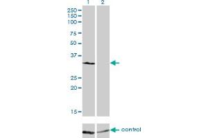 Western blot analysis of PIR over-expressed 293 cell line, cotransfected with PIR Validated Chimera RNAi (Lane 2) or non-transfected control (Lane 1).
