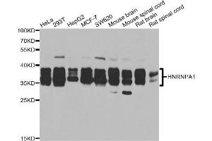 Western blot analysis of extracts of various cell lines, using HNRNPA1 antibody. (HNRNPA1 Antikörper)