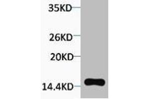 Western blot analysis of extracts from Hela cells, 1:2000. (H2AFX Antikörper  (pThr120))