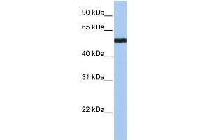 WB Suggested Anti-FLJ90709 Antibody Titration: 0. (FLJ90709 (Middle Region) Antikörper)