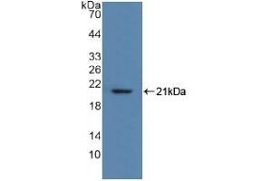 Detection of Recombinant MYL2, Human using Polyclonal Antibody to Myosin Light Chain 2 (MYL2) (MYL2 Antikörper  (AA 2-159))