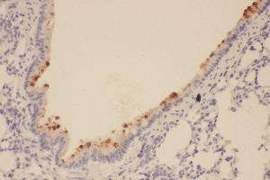 Anti-SOX2 antibody, IHC(P) IHC(P): Rat Lung Tissue (SOX2 Antikörper  (Middle Region))