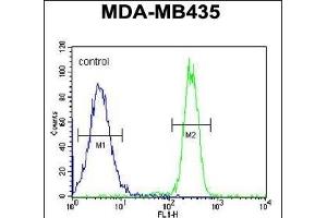 SGF29 Antibody (C-term) (ABIN651333 and ABIN2840193) flow cytometric analysis of MDA-M cells (right histogram) compared to a negative control cell (left histogram). (SGF29 Antikörper  (C-Term))